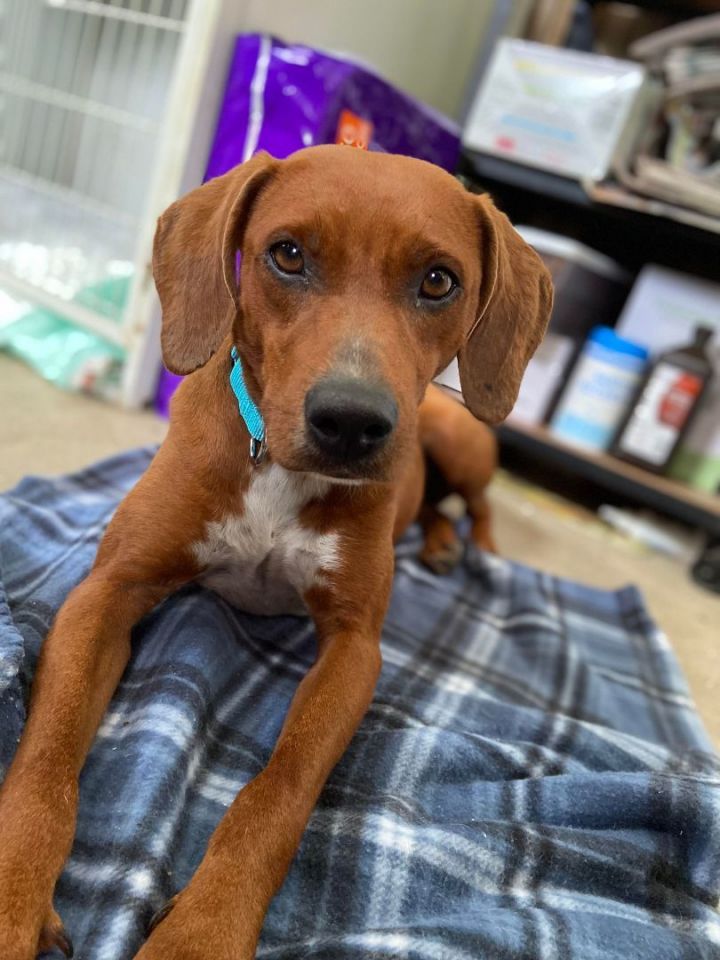 Redbone coonhound vizsla sales mix