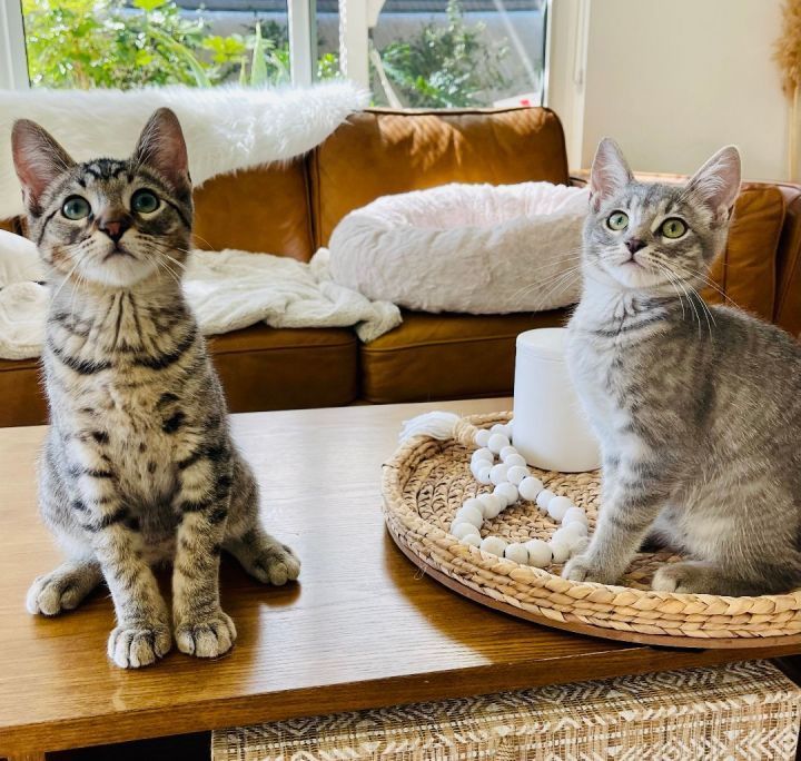 Egyptian mau best sale bengal mix