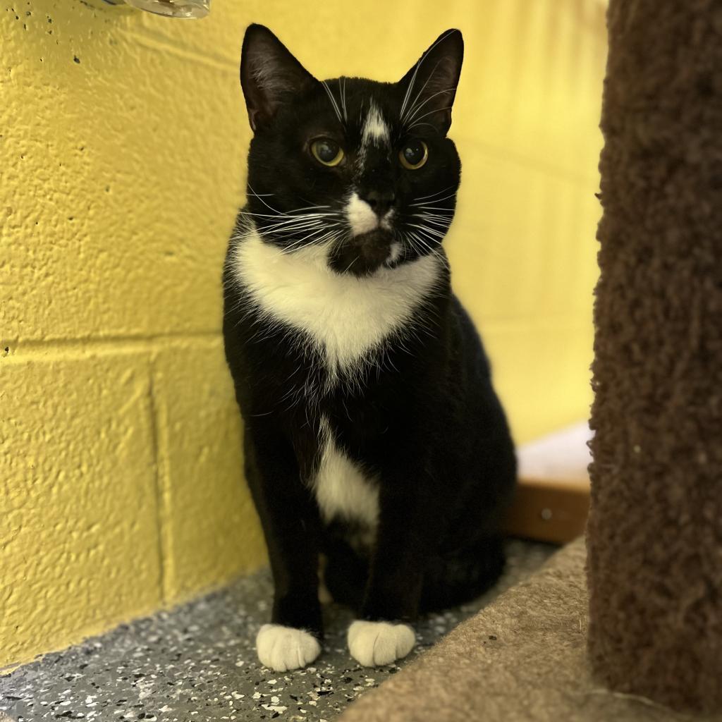 Monty, an adoptable Domestic Short Hair in Parkersburg, WV, 26101 | Photo Image 1