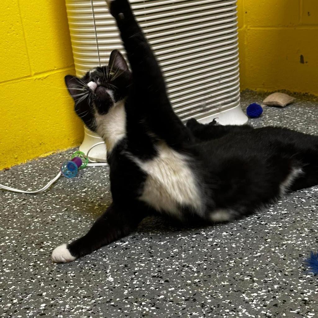 Monty, an adoptable Domestic Short Hair in Parkersburg, WV, 26101 | Photo Image 2