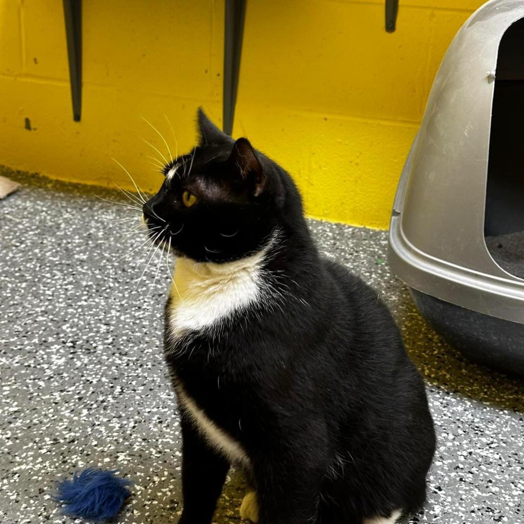 Monty, an adoptable Domestic Short Hair in Parkersburg, WV, 26101 | Photo Image 3