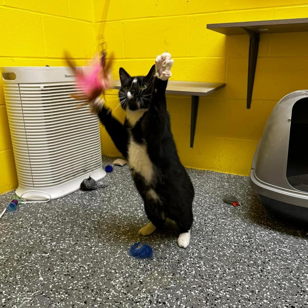 Monty, an adoptable Domestic Short Hair in Parkersburg, WV, 26101 | Photo Image 4