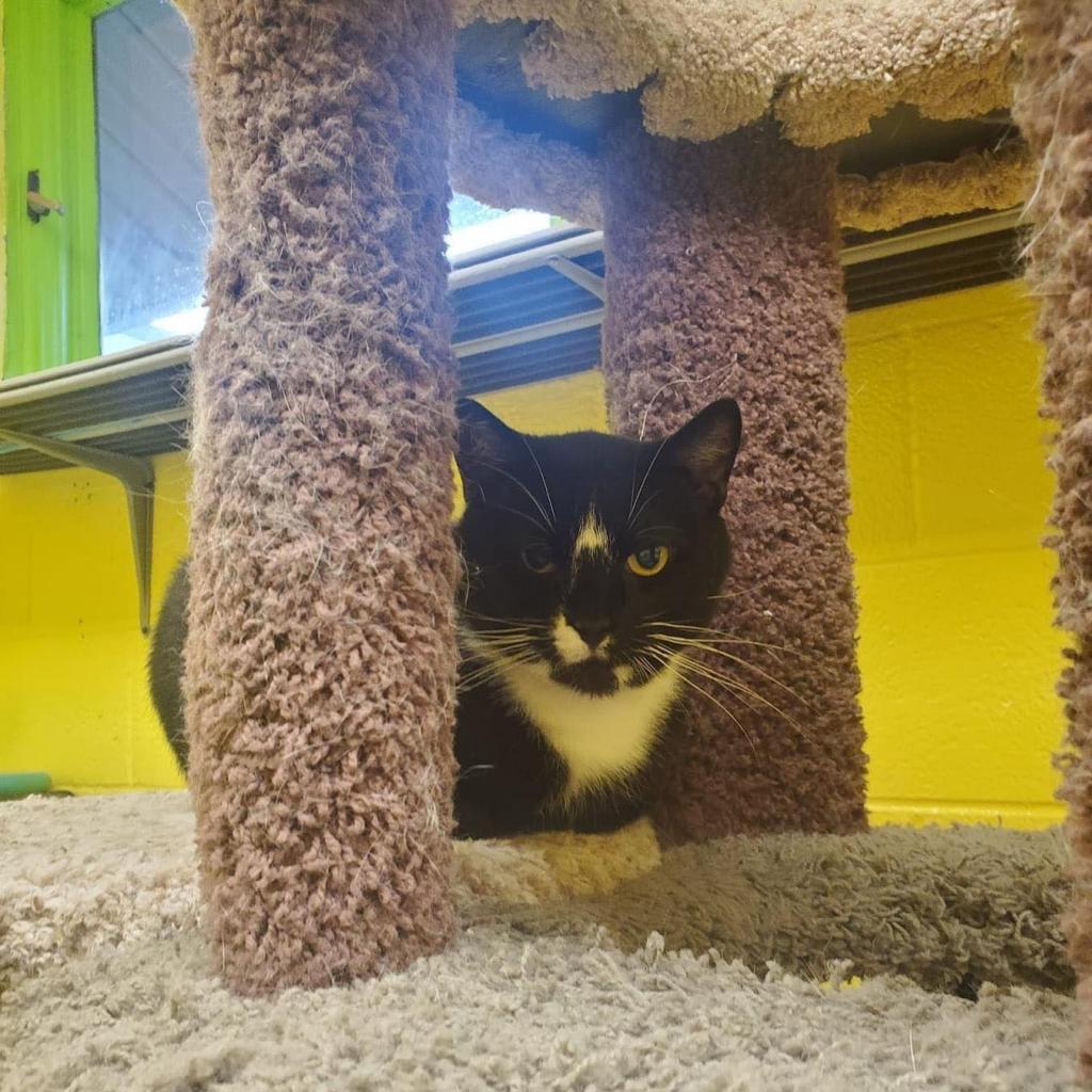 Monty, an adoptable Domestic Short Hair in Parkersburg, WV, 26101 | Photo Image 5