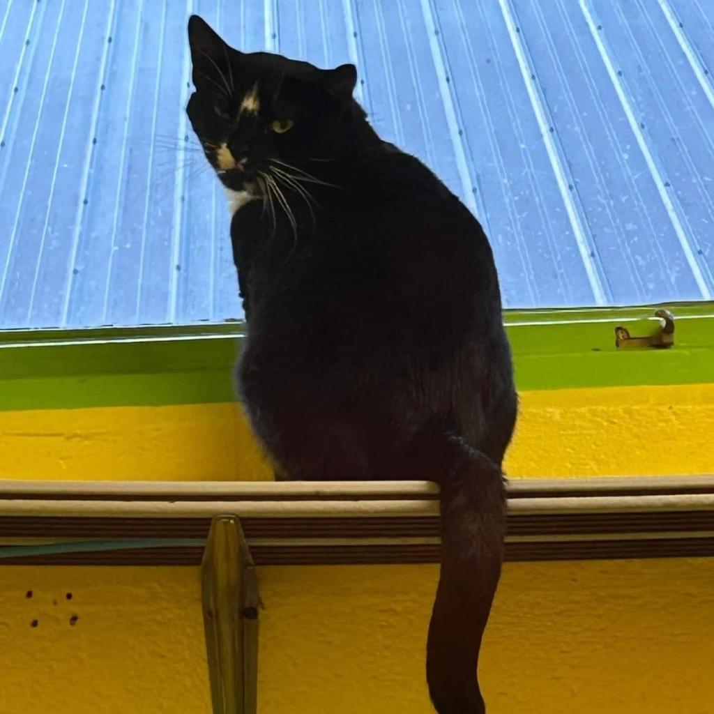 Monty, an adoptable Domestic Short Hair in Parkersburg, WV, 26101 | Photo Image 6