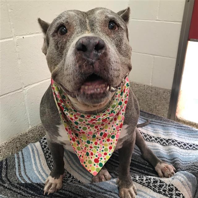 JOSIE, an adoptable Staffordshire Bull Terrier in Tucson, AZ, 85745 | Photo Image 1