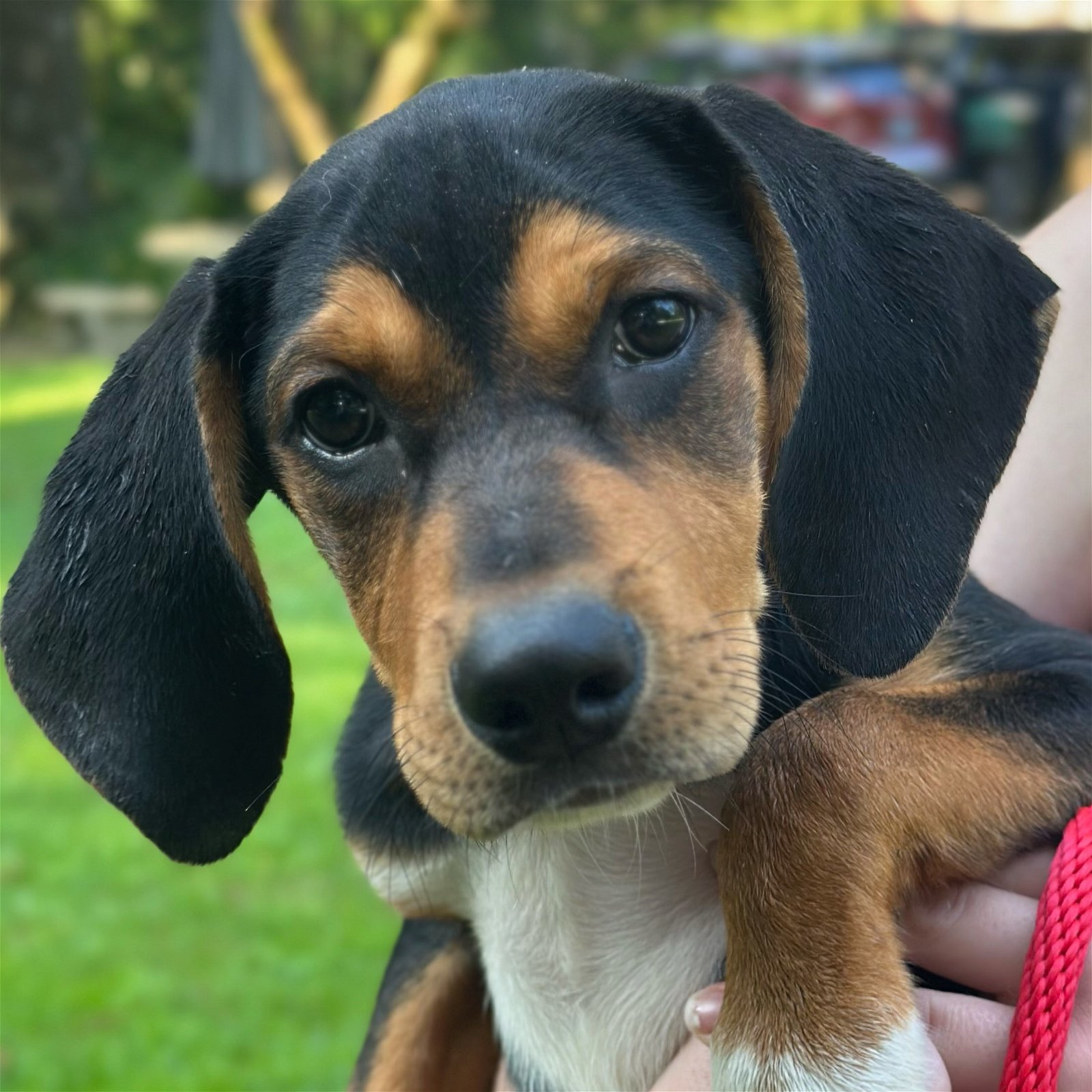 black and tan beagle mix