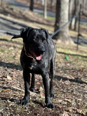 Catahoula rescue best sale near me