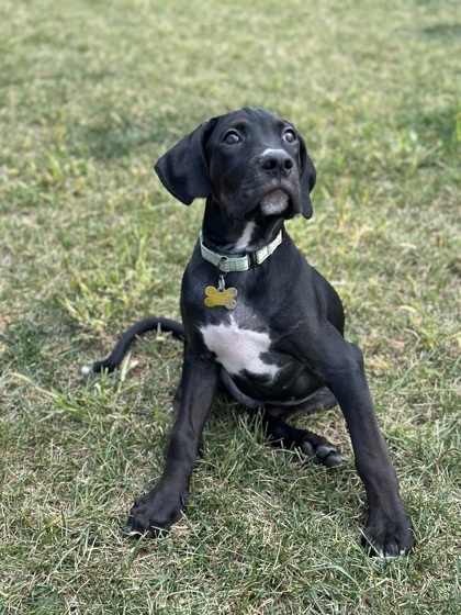 Meet the puppies from AHeinz57 Pet Rescue in De Soto