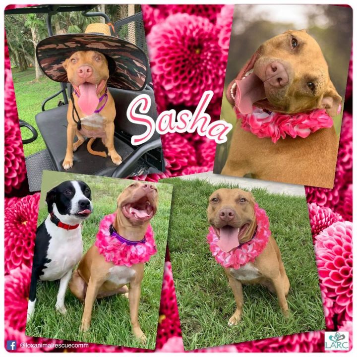 Sasha, an adoptable Pit Bull Terrier Mix in Loxahatchee, FL_image-1