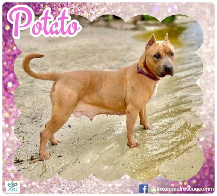 Potato, an adoptable American Staffordshire Terrier Mix in Loxahatchee, FL_image-1