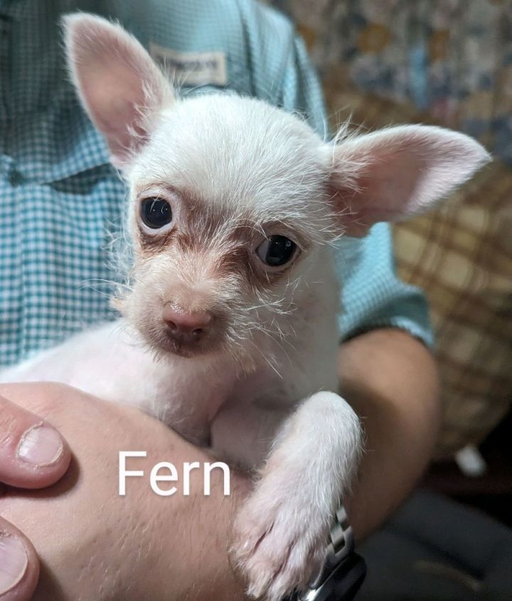 Fern, an adopted Chihuahua & Yorkshire Terrier Mix in Spring, TX_image-1