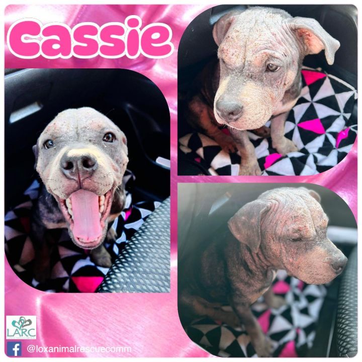 Cassie 1
