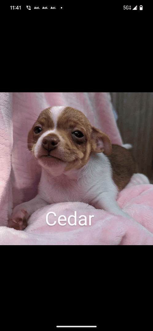 Cedar 2