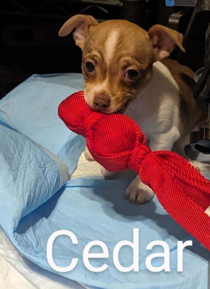 Cedar, an adopted Chihuahua in Spring, TX_image-1