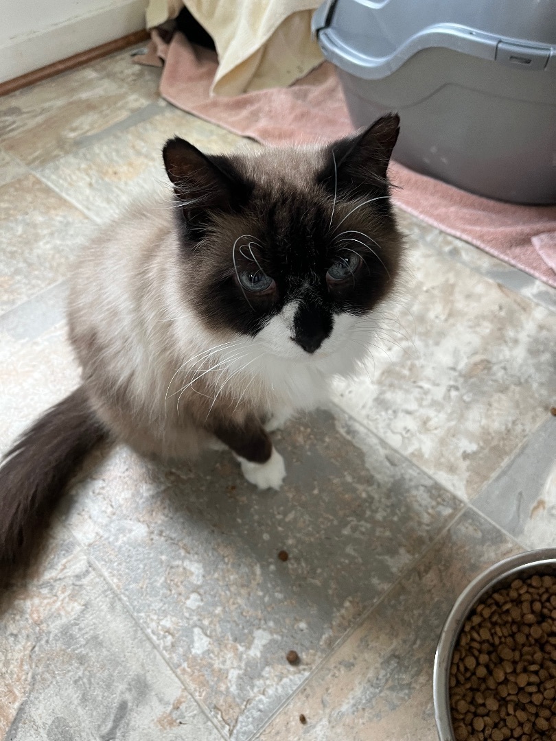 Fuzzy, an adoptable Snowshoe in Manchester, MI, 48158 | Photo Image 2