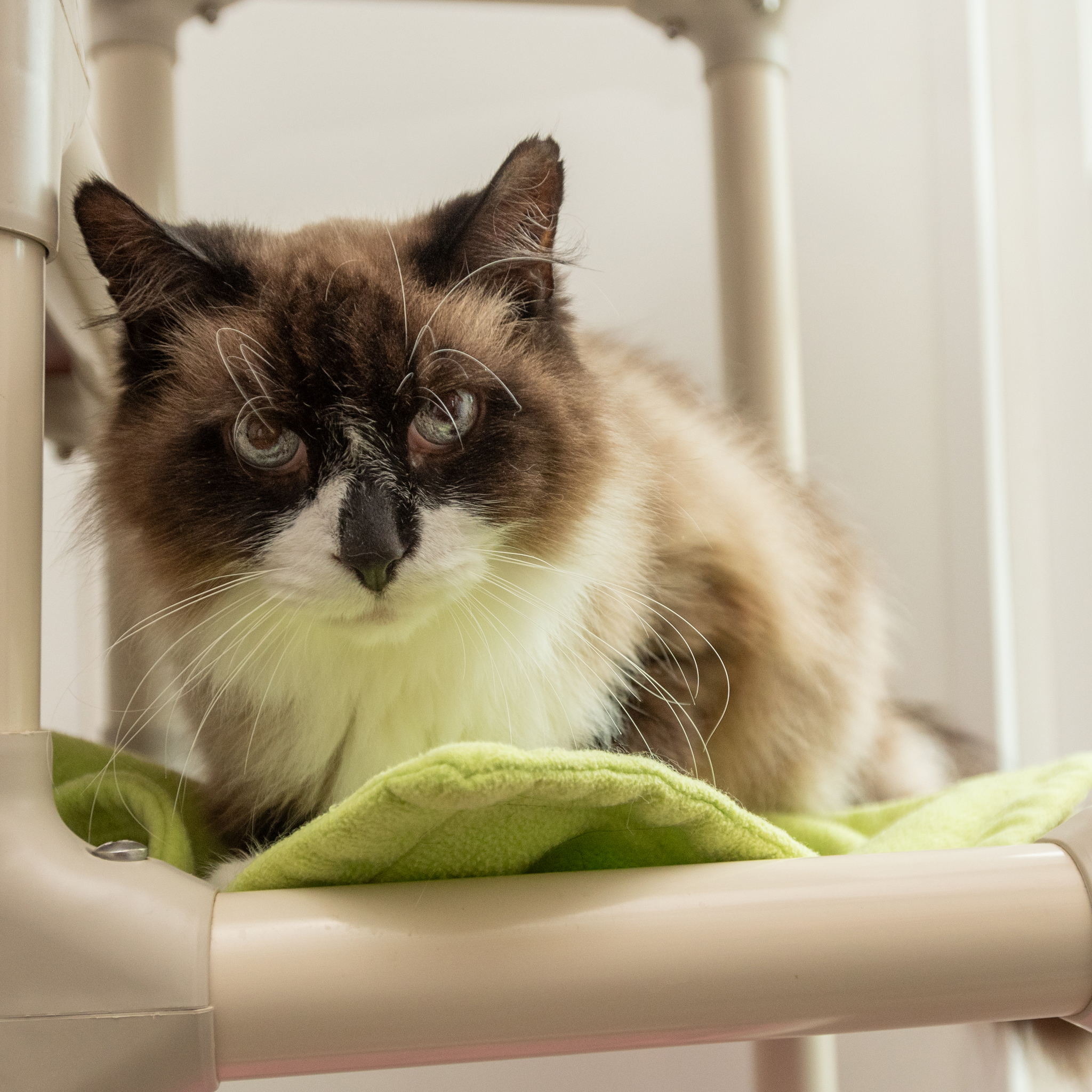 Fuzzy, an adoptable Snowshoe in Manchester, MI, 48158 | Photo Image 1