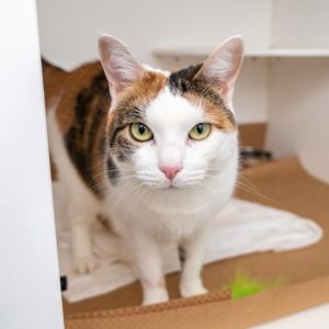 Marietta is a playful curious and very affectionate cat looking for an experienced owner who wants