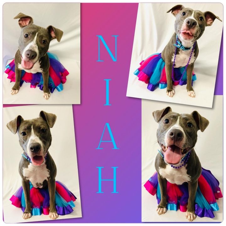 Niah, an adoptable American Staffordshire Terrier Mix in Loxahatchee, FL_image-1