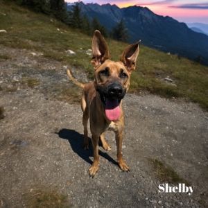 Shelby