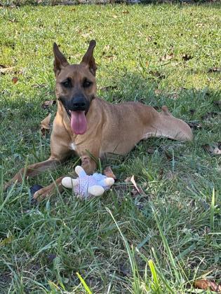 Shelby, an adoptable Shepherd, Carolina Dog in Cumberland, MD, 21502 | Photo Image 2