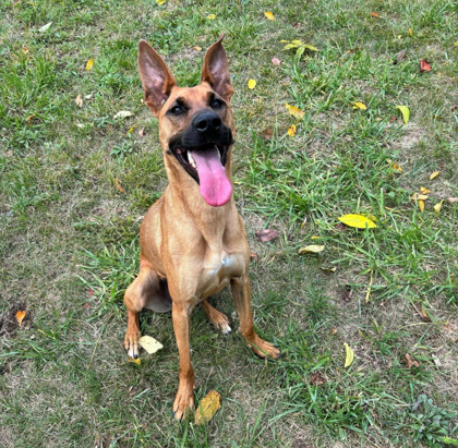 Shelby, an adoptable Shepherd, Carolina Dog in Cumberland, MD, 21502 | Photo Image 3
