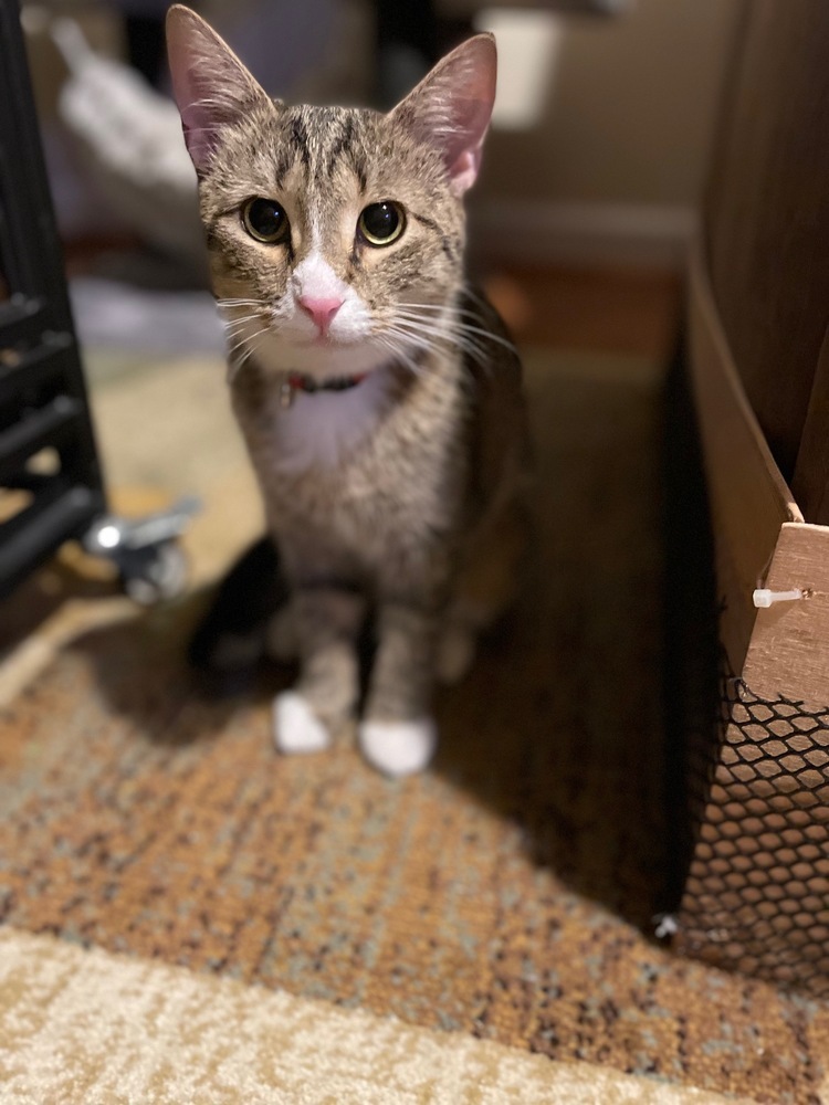 Mama Ruby, an adoptable Domestic Short Hair in Virginia Beach, VA, 23455 | Photo Image 4