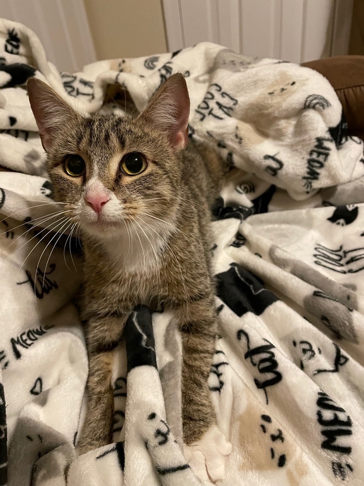 Mama Ruby, an adoptable Domestic Short Hair in Virginia Beach, VA, 23455 | Photo Image 6