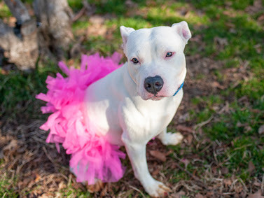 Ivory , an adoptable Pit Bull Terrier in Lynbrook, NY_image-1