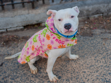 Ivory , an adoptable Pit Bull Terrier in Lynbrook, NY_image-5