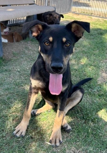 Dog for adoption - TILLIE, a German Shepherd Dog in Delano, CA | Petfinder