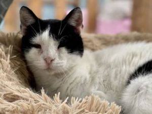 Introducing Hudson a remarkable 19-year-old feline who embarked on an incredibl