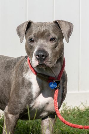 Texas is sweet and friendly and an absolute stunner with an adorable permanent p