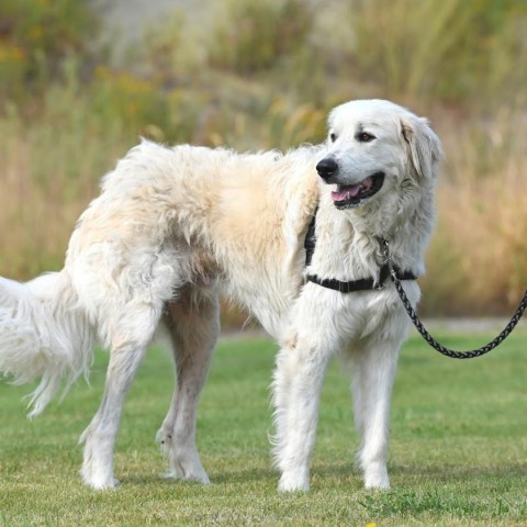 Buddy, an adoptable Mixed Breed in Ponderay, ID, 83852 | Photo Image 2