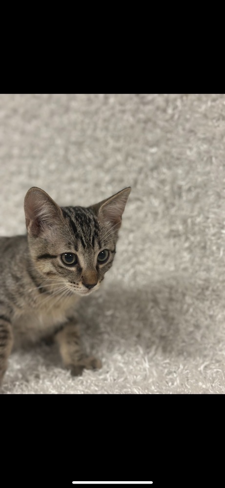 Hunnie, an adoptable Domestic Short Hair in San Angelo, TX, 76905 | Photo Image 1