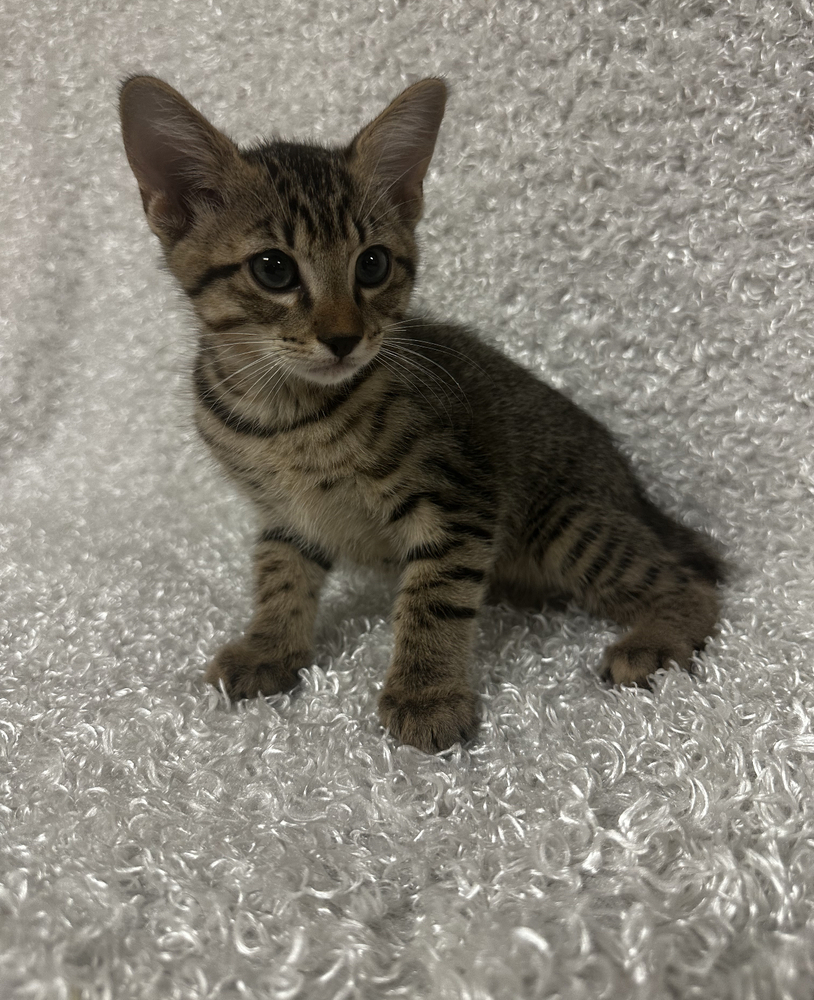 Maple (SC), an adoptable Domestic Short Hair in San Angelo, TX, 76905 | Photo Image 1