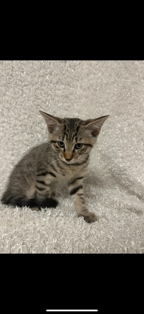 Patty, an adoptable Domestic Short Hair in San Angelo, TX, 76905 | Photo Image 1