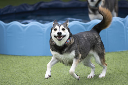 Sky, an adoptable Husky in Peyton, CO, 80831 | Photo Image 3