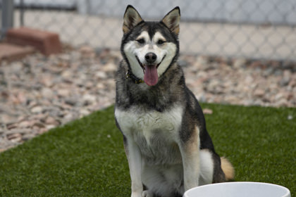 Sara, an adoptable Husky in Peyton, CO, 80831 | Photo Image 3