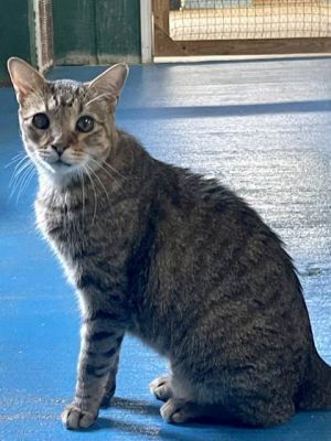 Introducing Godiva a captivating 4-year-old male cat who has experienced the world as a free-spirit