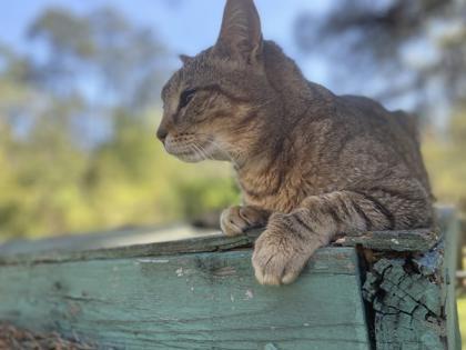 Godiva, an adoptable Domestic Short Hair in River Ridge, LA, 70123 | Photo Image 2