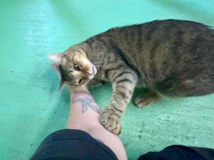 Godiva, an adoptable Domestic Short Hair in River Ridge, LA, 70123 | Photo Image 3