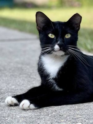 Introducing Axel a dashing 2-year-old neutered male tuxedo cat who embarked on 