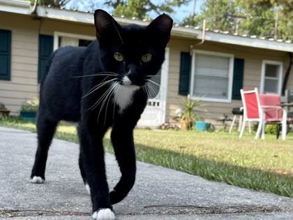 Axel, an adoptable Domestic Short Hair in Metairie, LA, 70009 | Photo Image 2