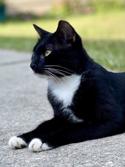 Axel, an adoptable Domestic Short Hair in Metairie, LA, 70009 | Photo Image 3