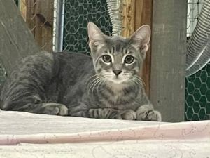 Meet Wally a dashing gray tabby cat with a unique charm Wally is currently on 
