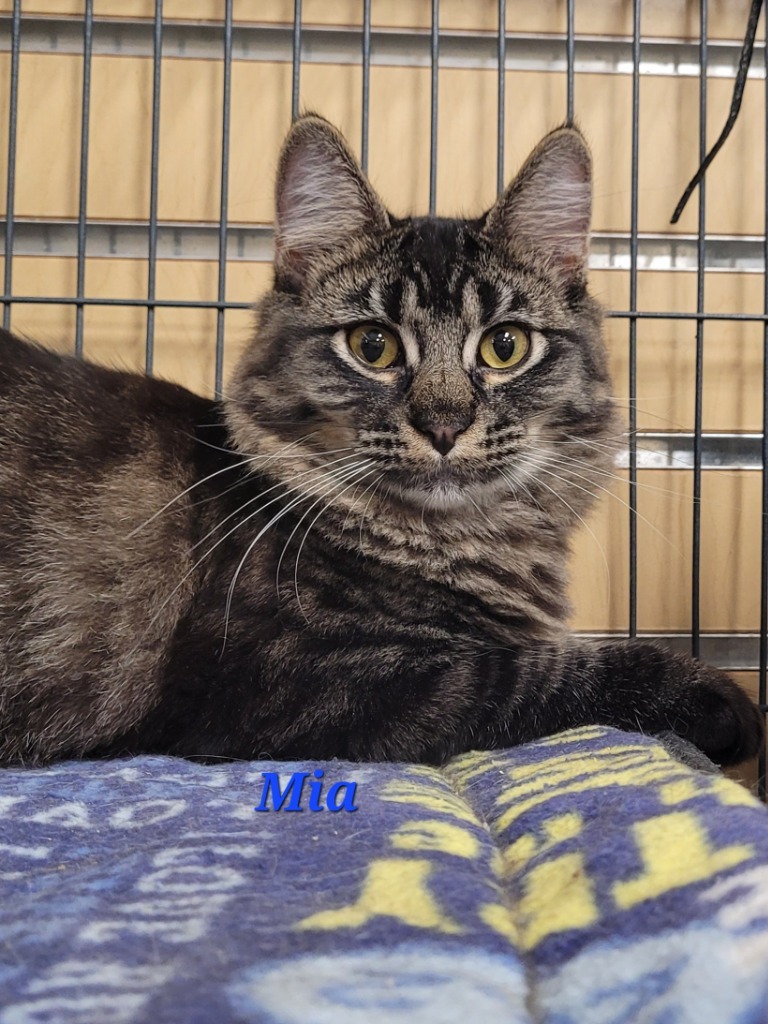 Mia, an adoptable Domestic Medium Hair in Cedar Rapids, IA, 52404 | Photo Image 1