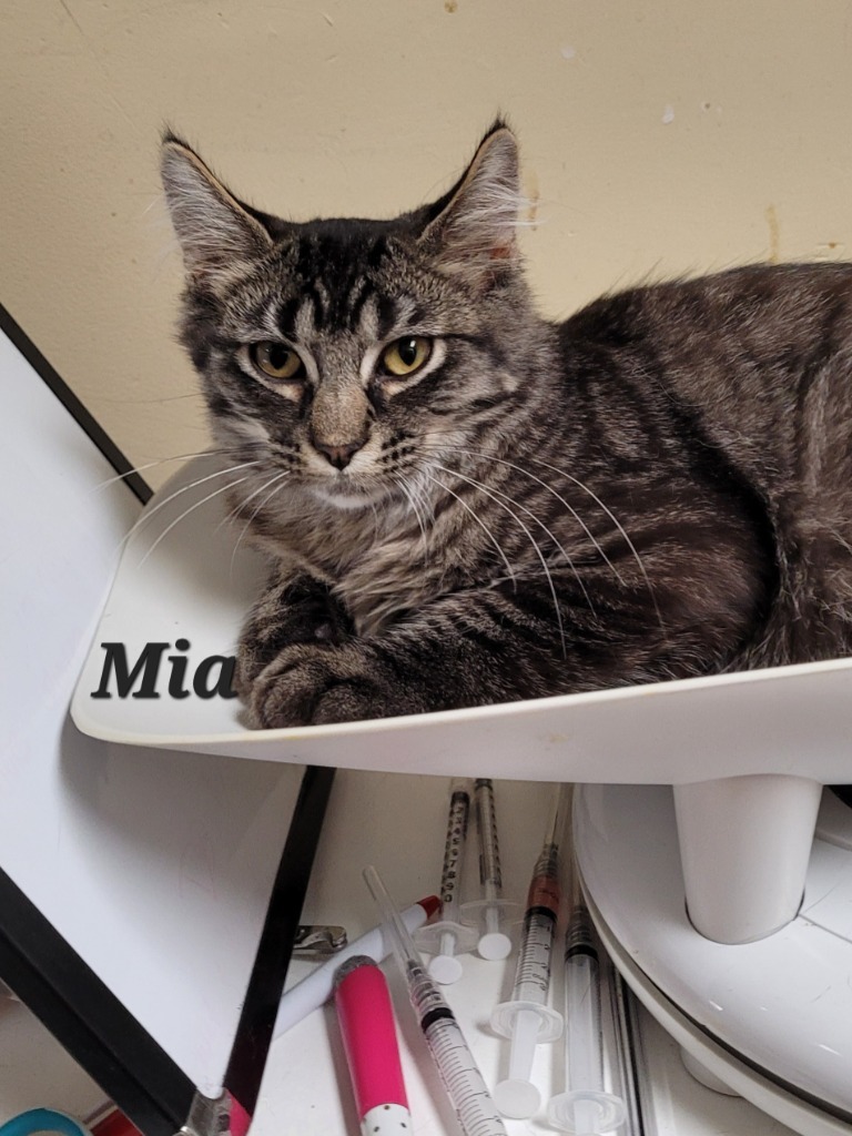 Mia, an adoptable Domestic Medium Hair in Cedar Rapids, IA, 52404 | Photo Image 2