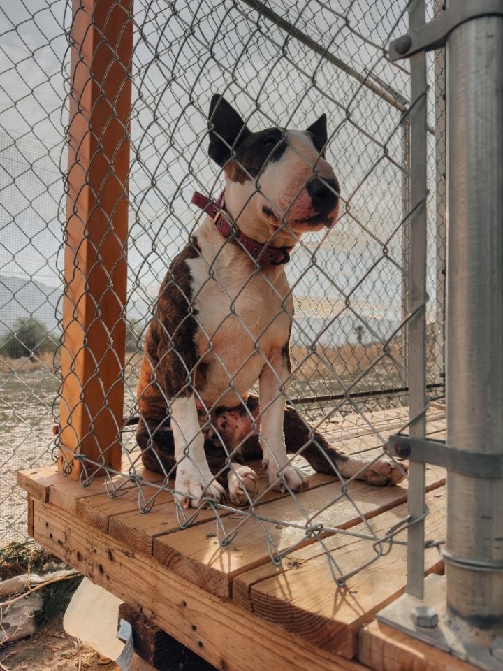 Jax, an adoptable Bull Terrier in Palm Desert, CA_image-1