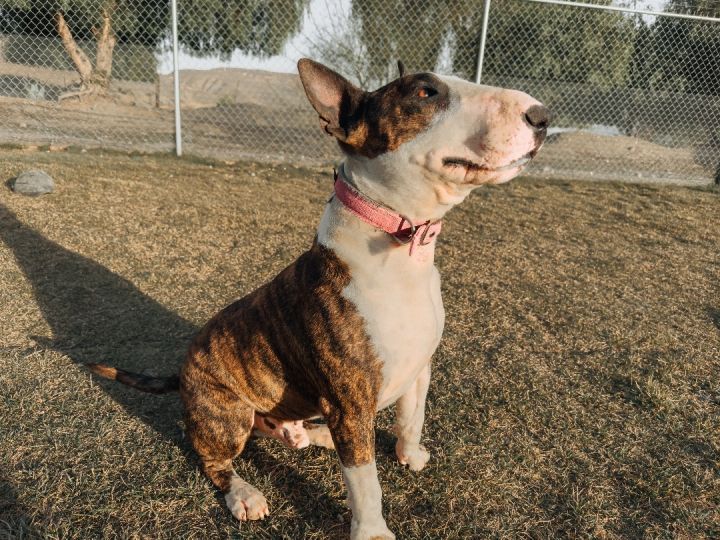 Jax, an adoptable Bull Terrier in Palm Desert, CA_image-2