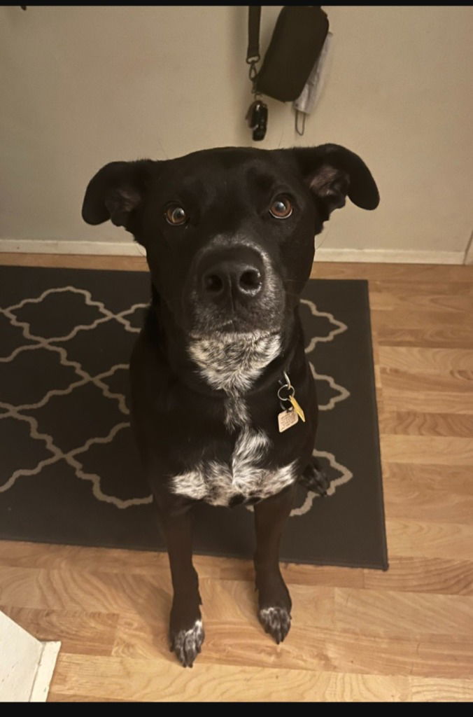 Cardi, an adoptable Labrador Retriever in Battle Ground, WA, 98604 | Photo Image 1